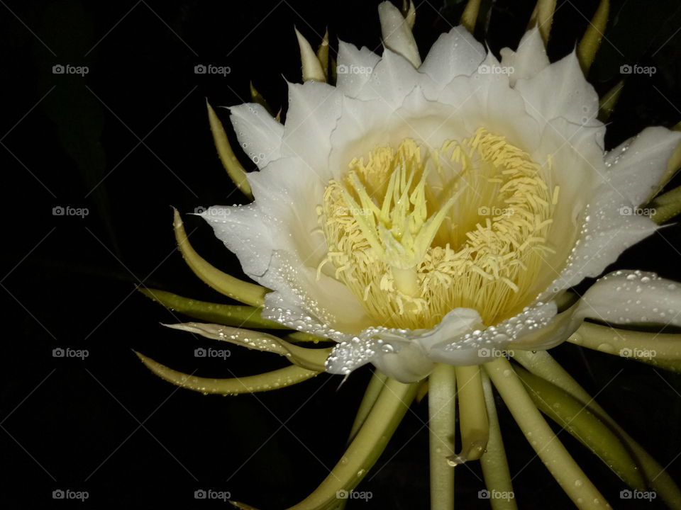 dragron flower