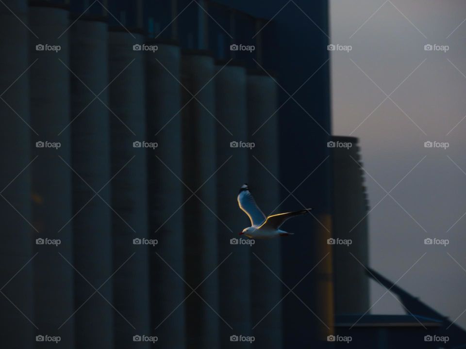 Seagull flying in front of urban buildings at sunset