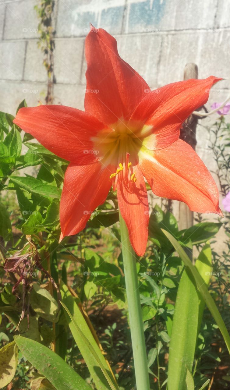 Lily flower.