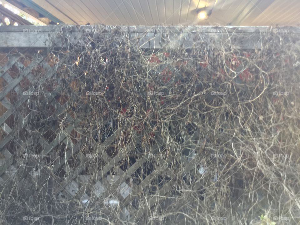 Vines growing and overtaking the lattice 