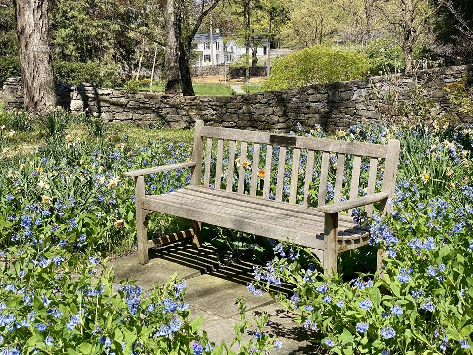 A park bench in a garden surrounded by Virginia bluebells