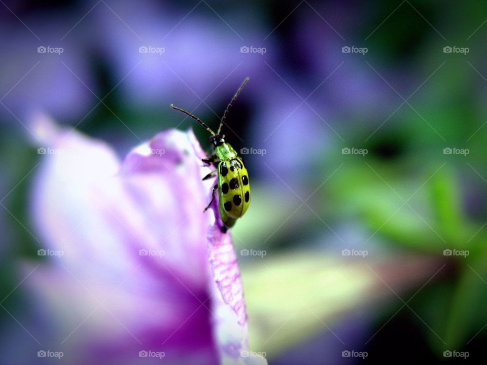 green lady bug