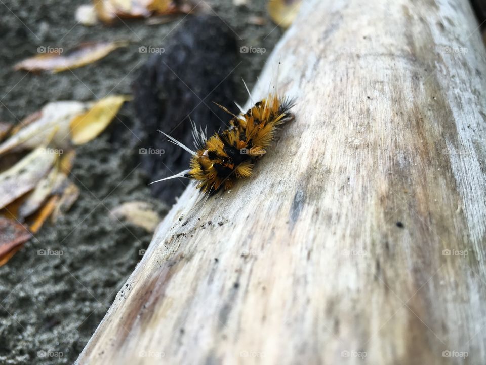 Nature, No Person, Insect, Wood, Outdoors