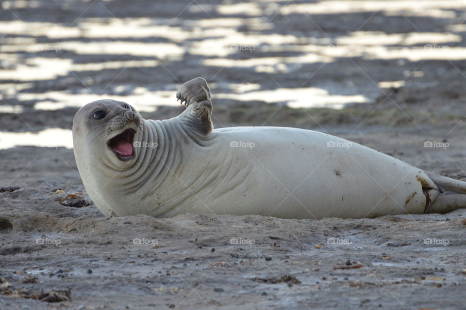 Close-up of seal lying down on the beach