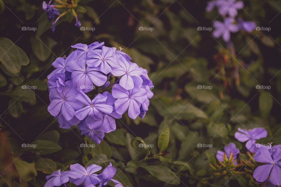 violet flower