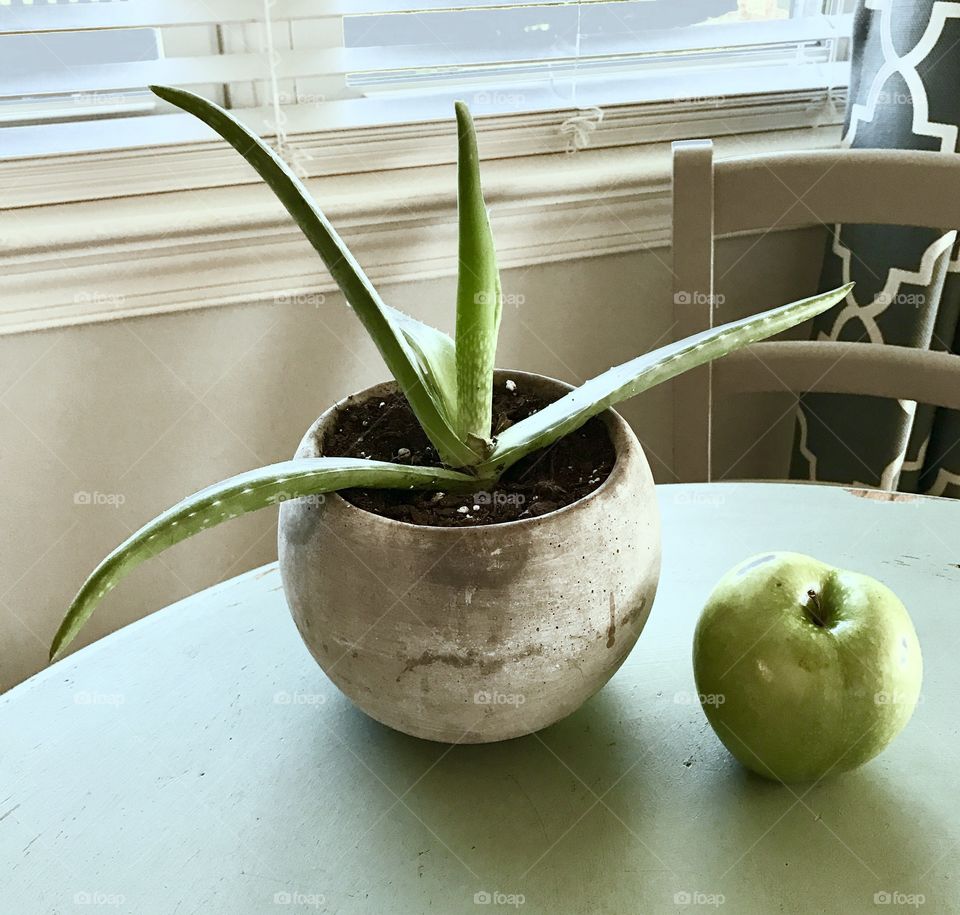 Green apple near aloe vera plant