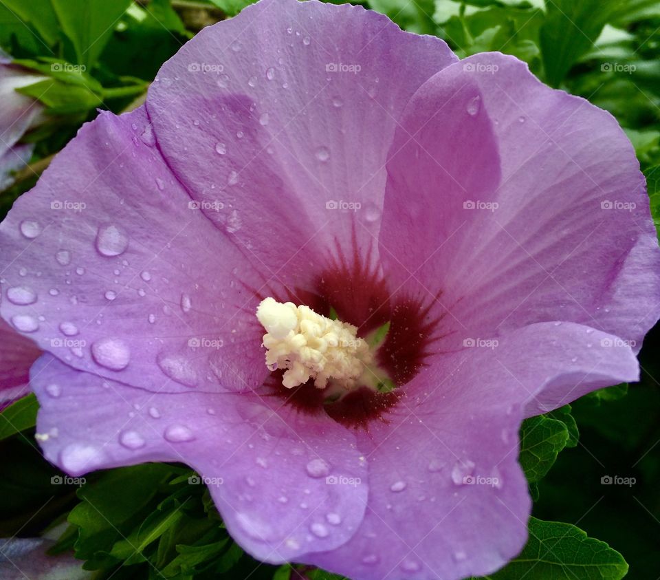 Closeup Purple Flower