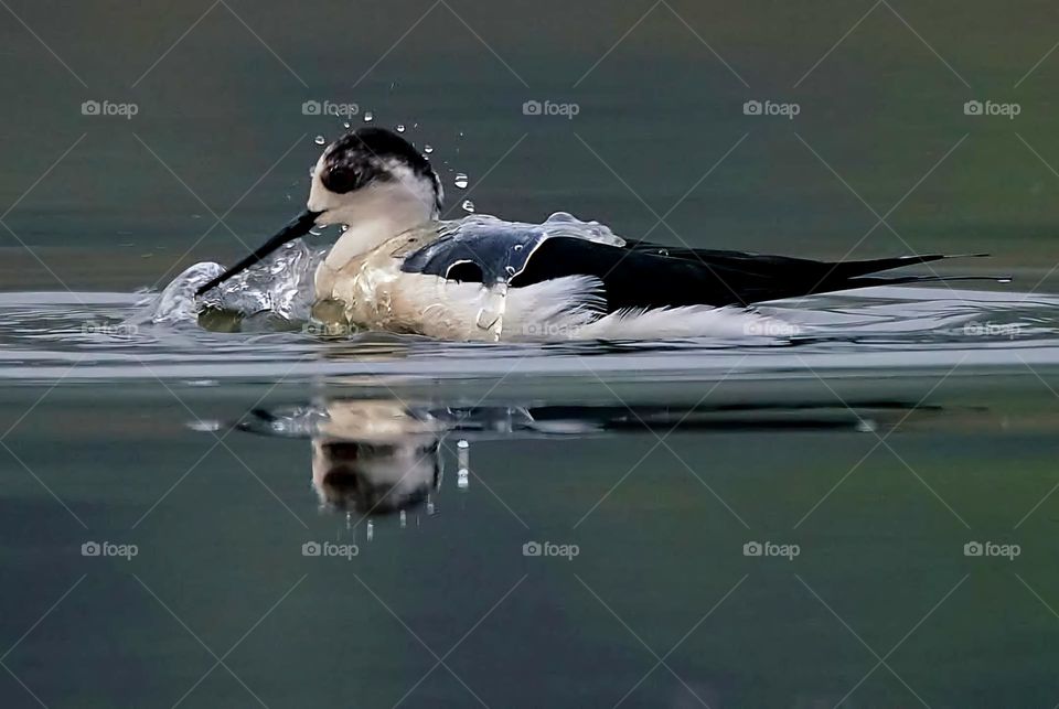 Close up on a White Steed that seems to have fun splashing water in the lake of Suscinio