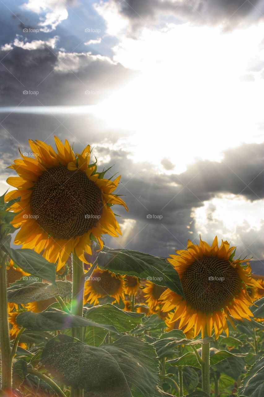 Sunflowers love