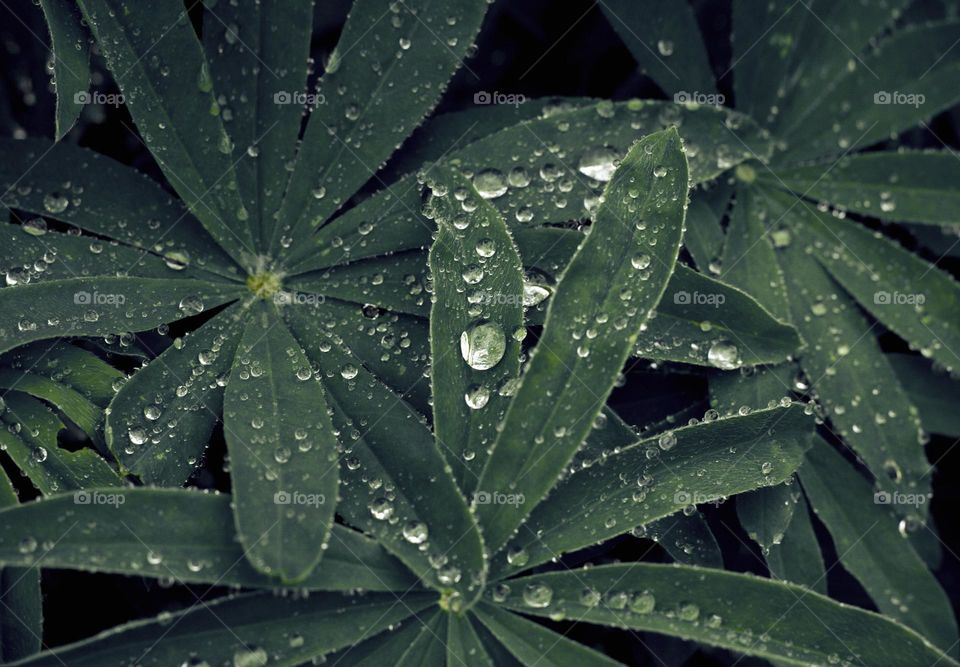 Raindrops on leaves