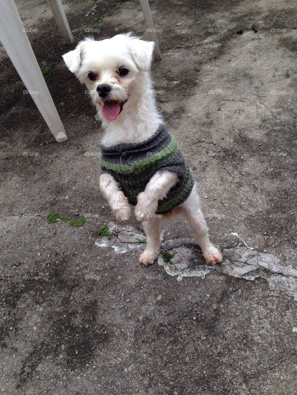 dog animal puppy pet by taisschoof