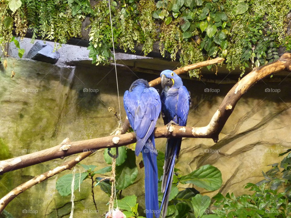Two parrots having a private conversation about the surrounding visitors in the Bloedel Conservatory in Vancouver, British Columbia 
