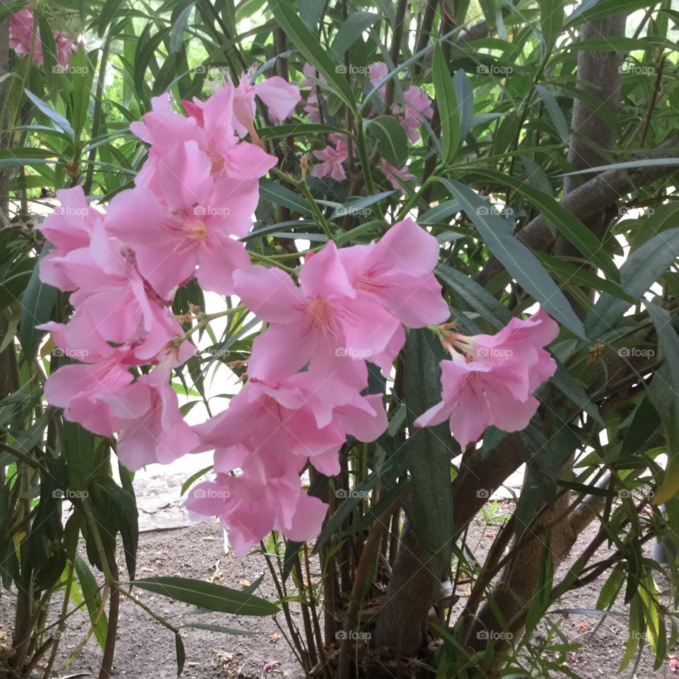 Pink sardinia in bloom