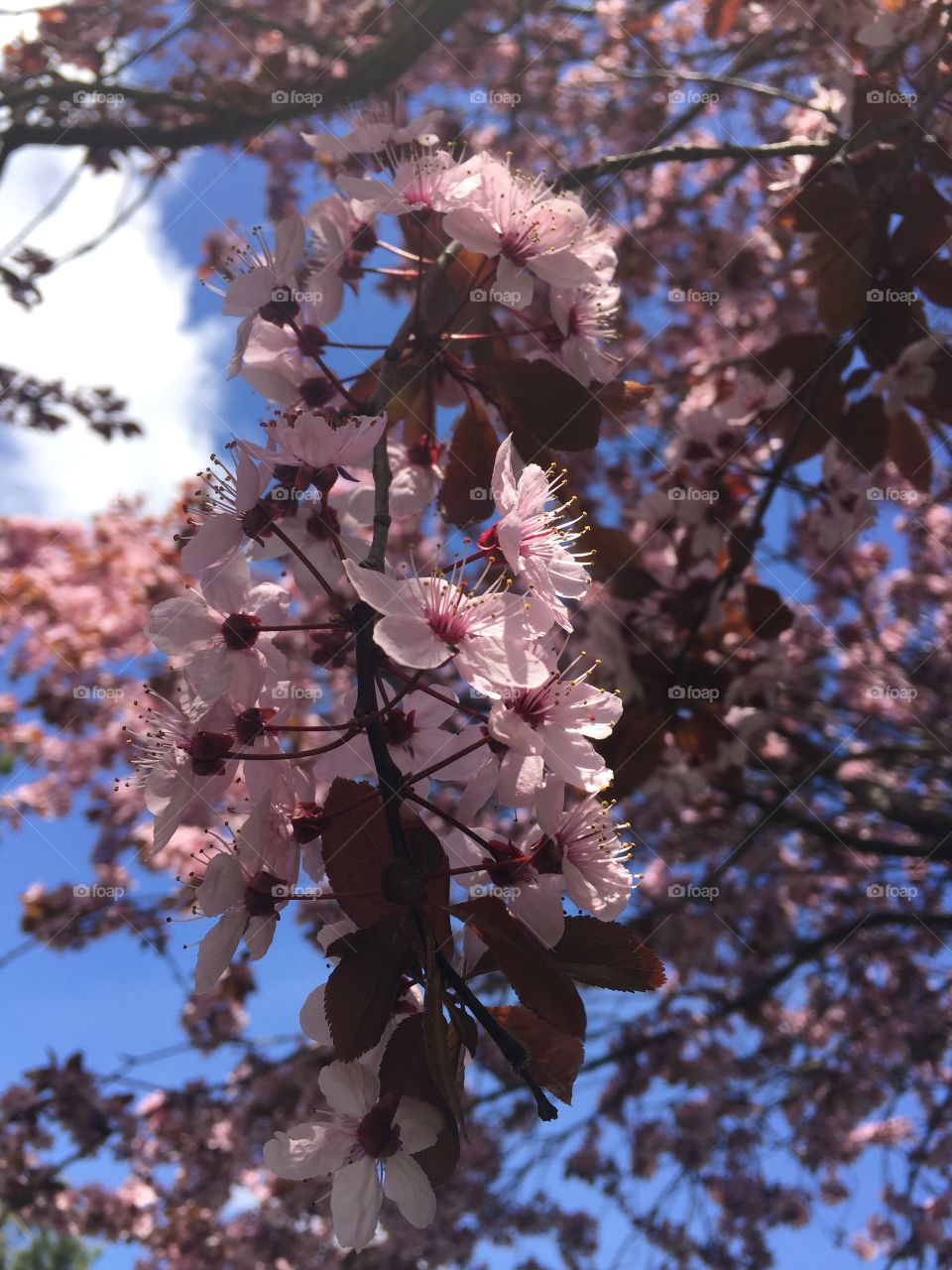 Springtime blossoms 