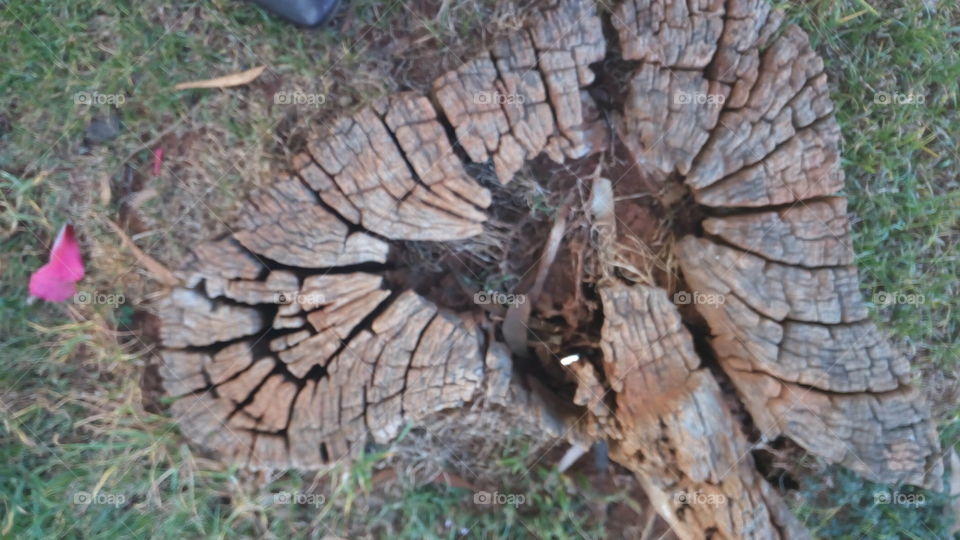 Nature, Wood, Tree Log, Tree, Bark
