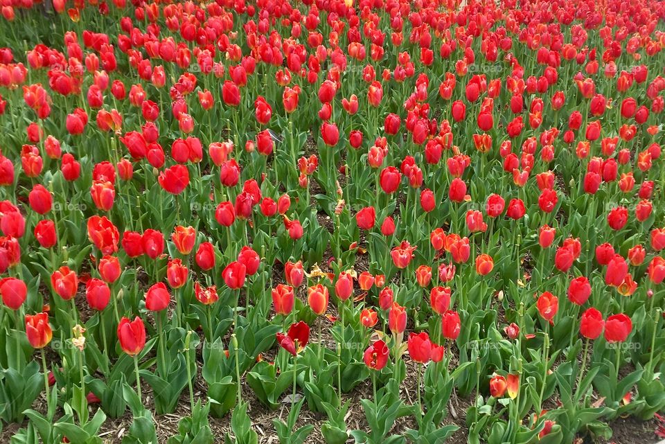 A field of red tulips 