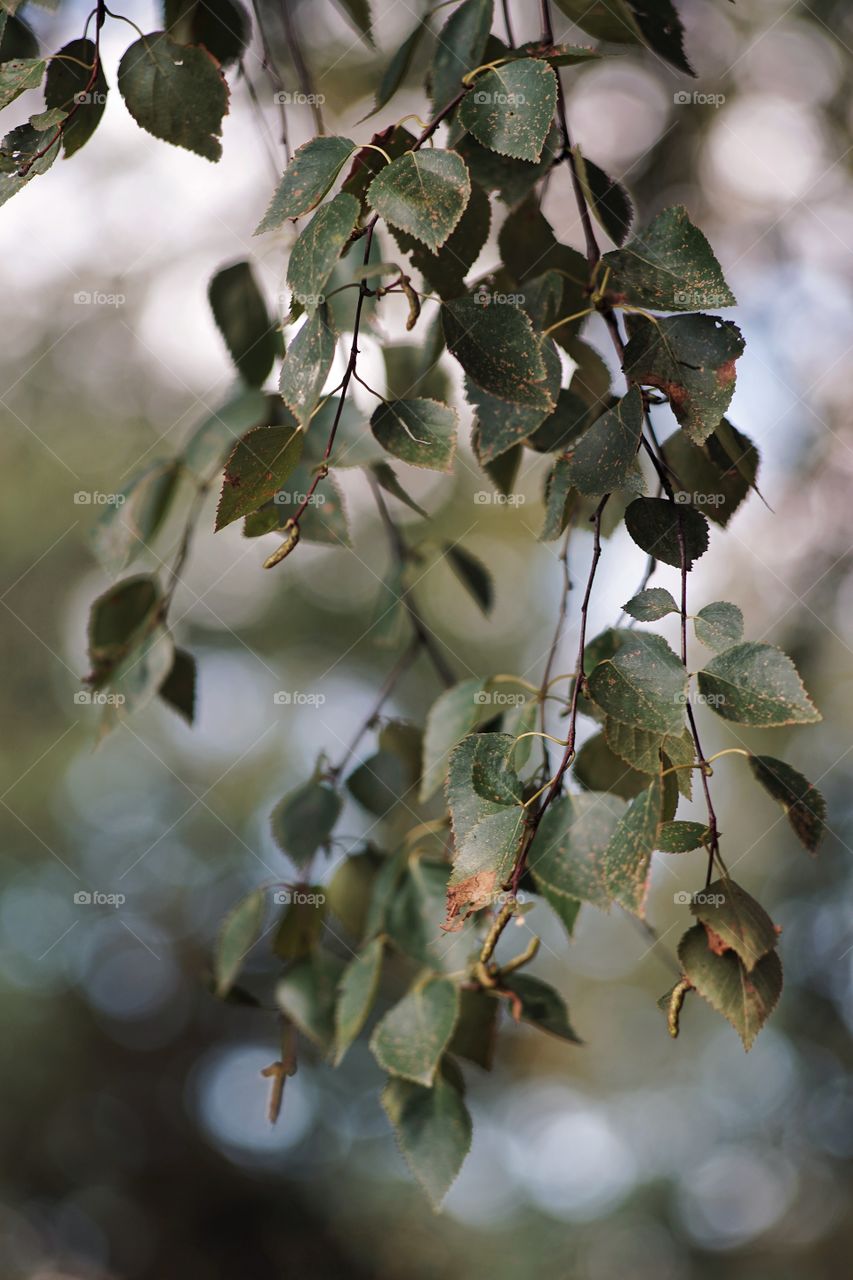Birch branch