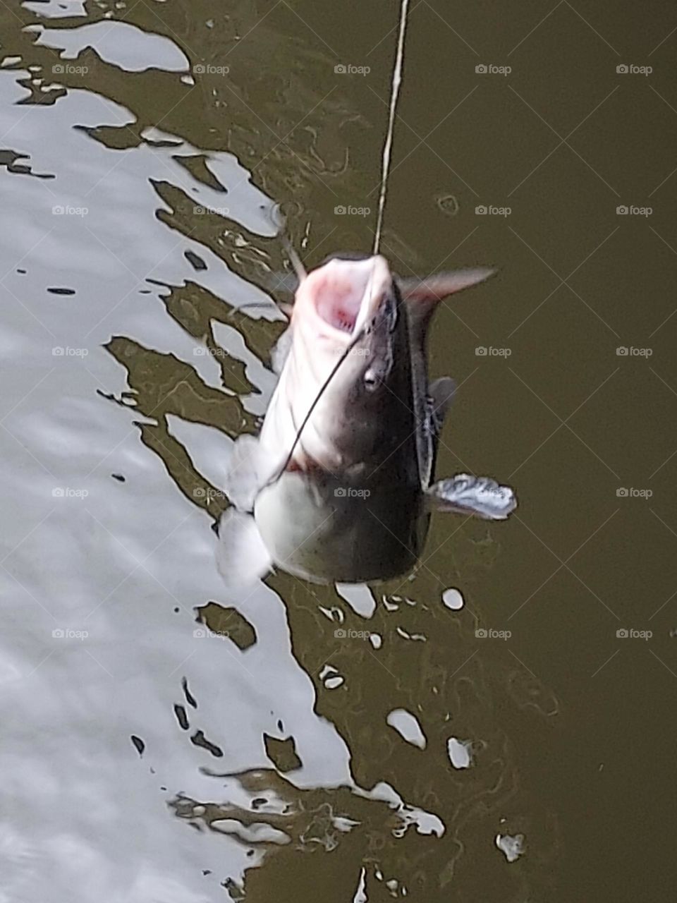 this is the first and biggest catfish caught today! awesome catch my friend,  way to go.