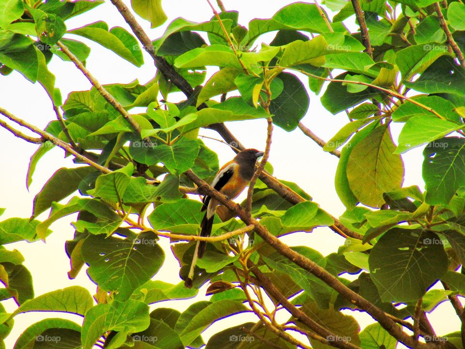 The rufous treepie (Dendrocitta vagabunda) is a treepie, native to the Indian Subcontinent and adjoining parts of Southeast Asia. It is a member of the crow family, Corvidae.