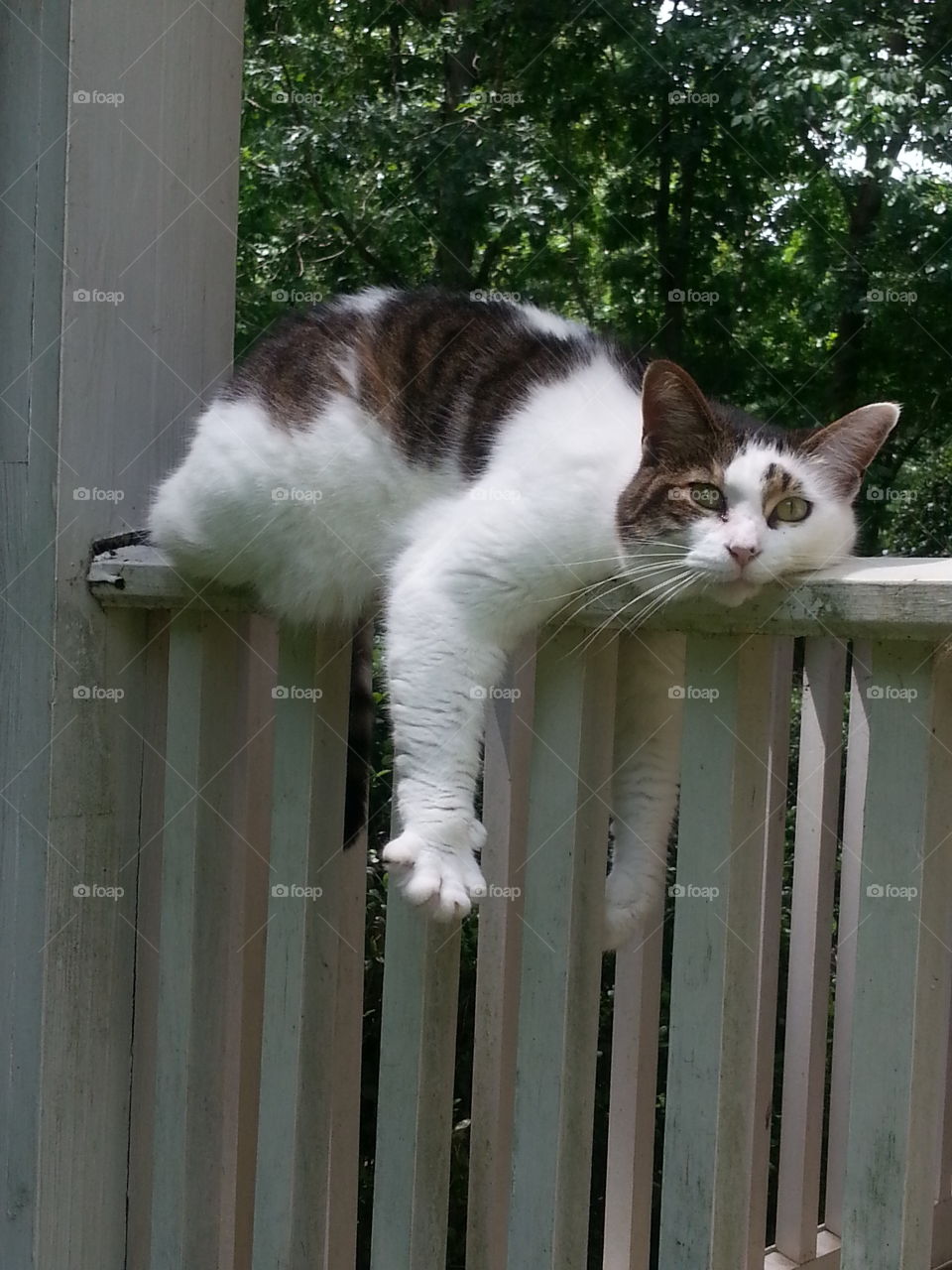 cat relaxing. a cat relaxing on a porch post