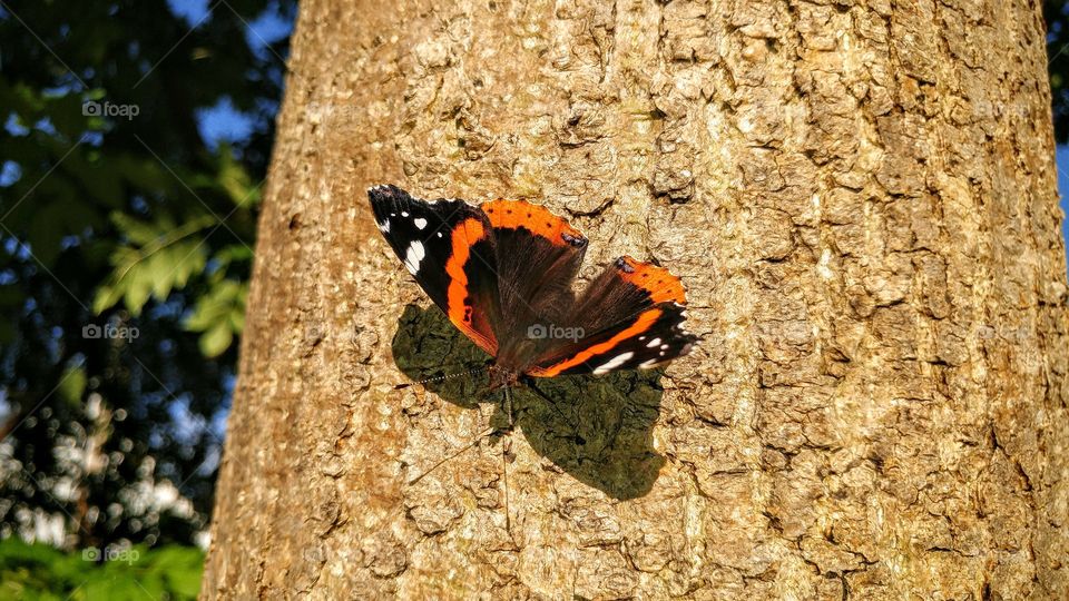 butterfly hanging on a tree