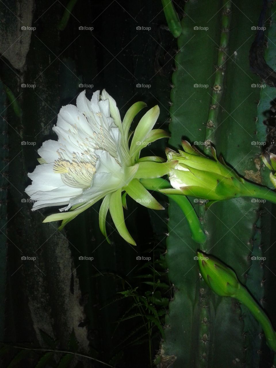 night flower