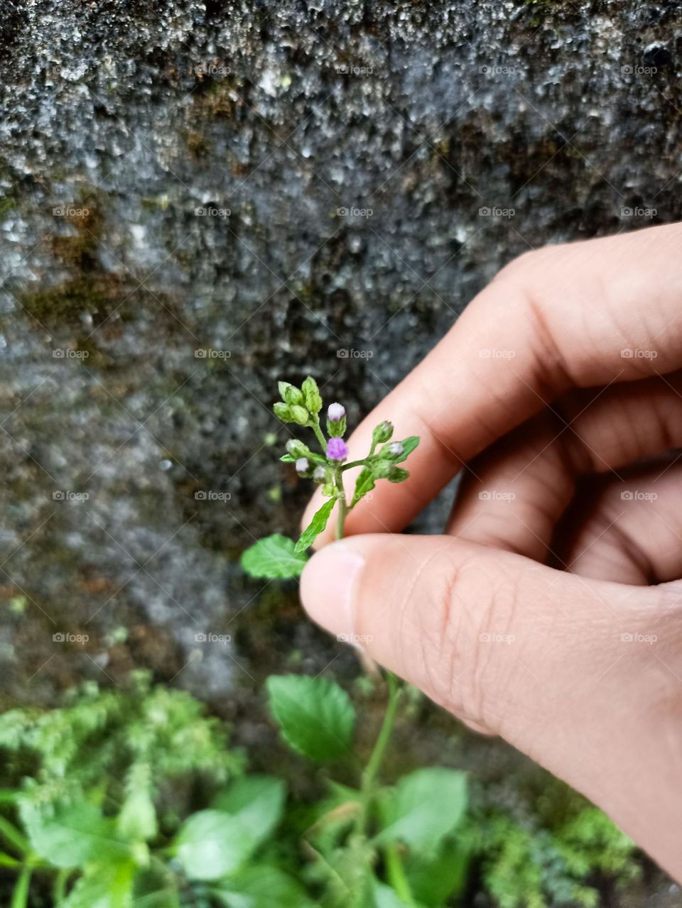 Close-up of a hand holding a small plant with purple flowers that have not yet fully bloomed