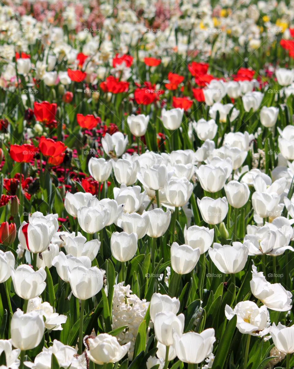 green spring flowers red by cataana
