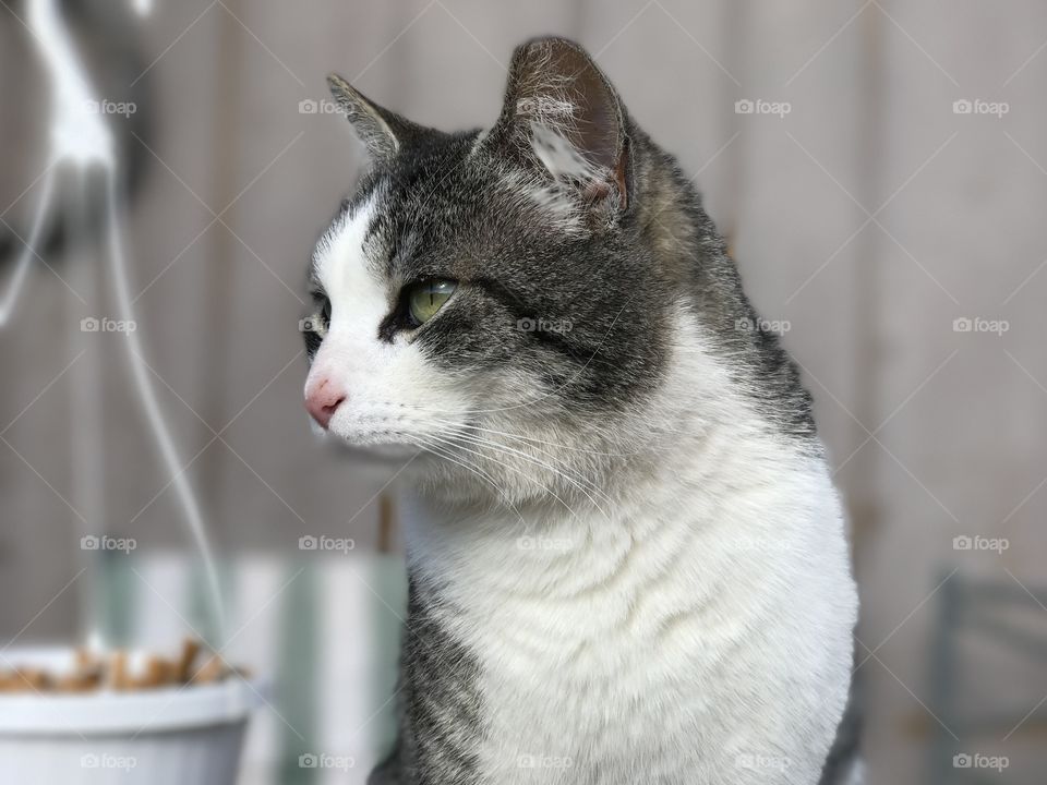 Farm cat. 