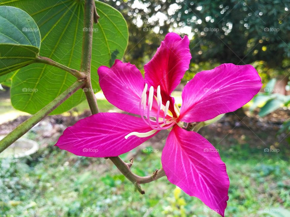 Beautiful Pink Flower