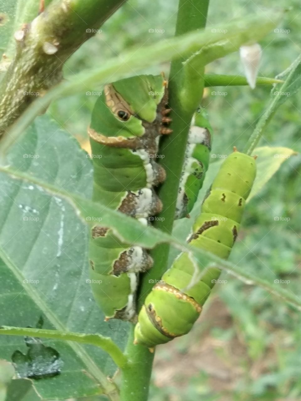 animal, cater pillar