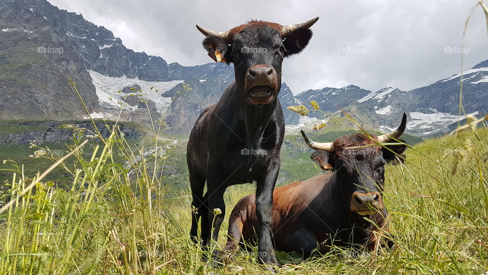 Cows enjoying life in the Alps mountains - alpkor , kor njuter av livet i alperna 