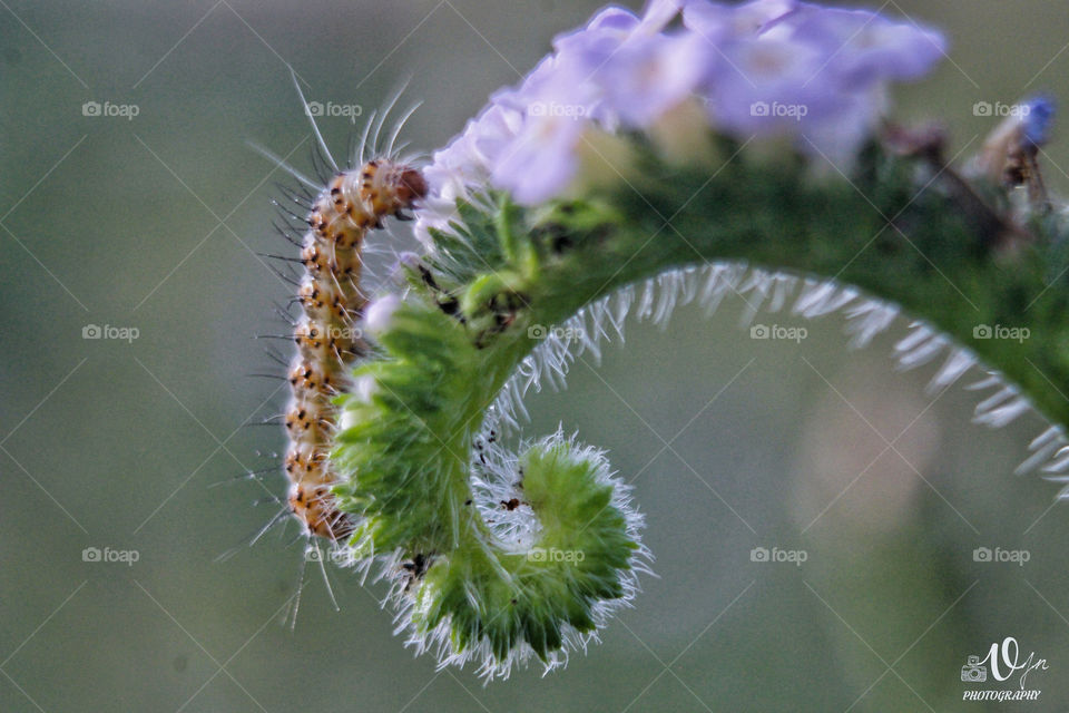 we were on a personal task of capturing some birds but we found less birds and more plants in the lake where it was had small plants which had wild flowers and insects on them, this is a photo of a Caterpillar on a wild flower.