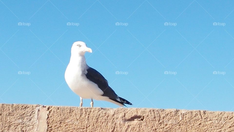 beautiful seagull on the wall.