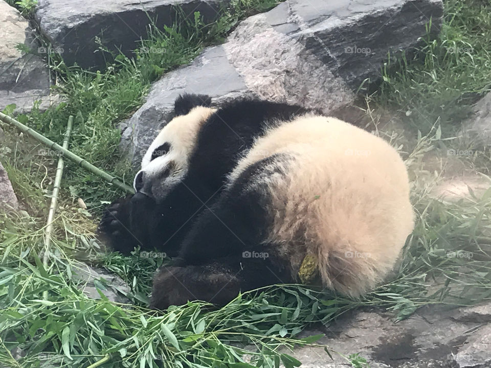 Panda at The Toronto Zoo