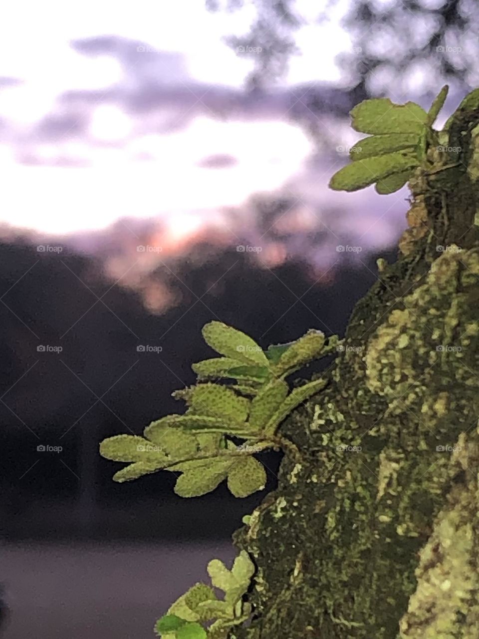 New leaves popping out of the live oak against the purple and blue sunset at the Texas ranch. 