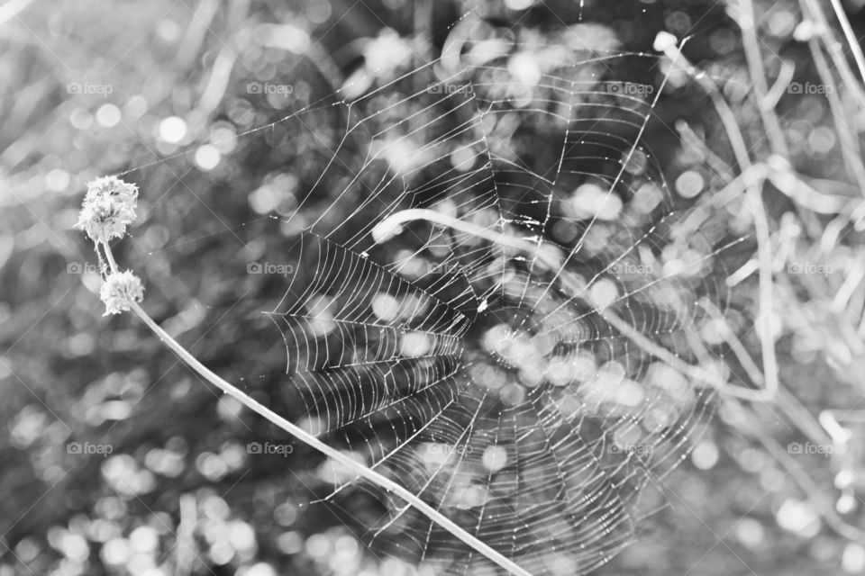 Spiderweb 