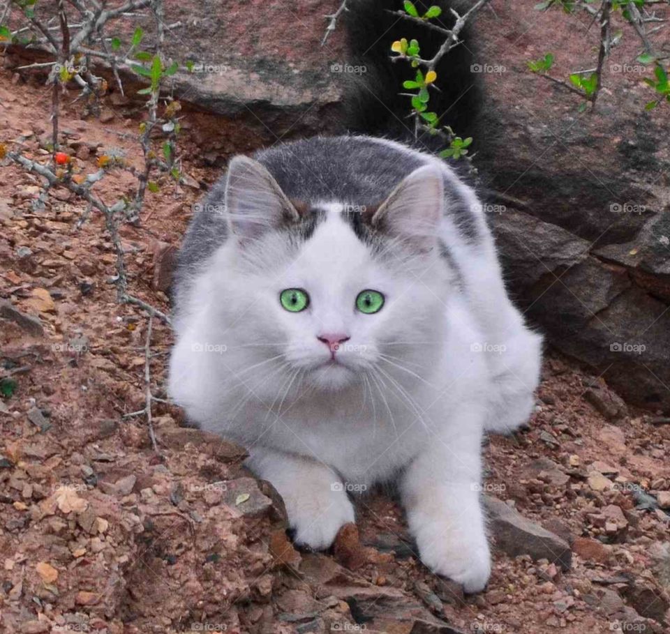 One of 3 young cats at the game lodge.
