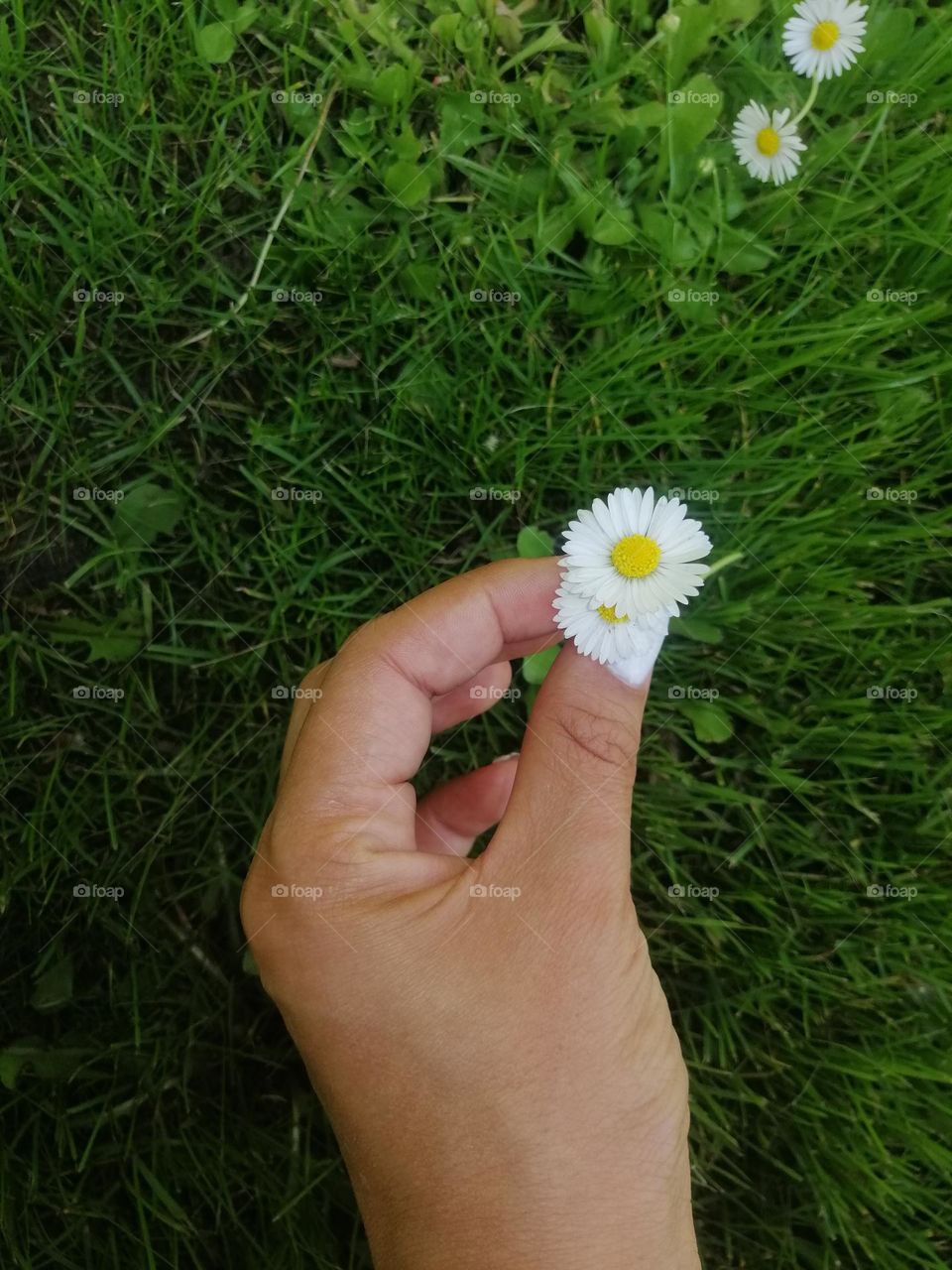 A flower in the middle of a city
