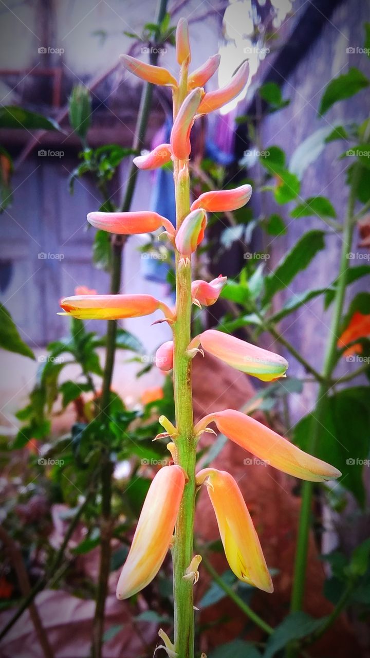 first touch of spring