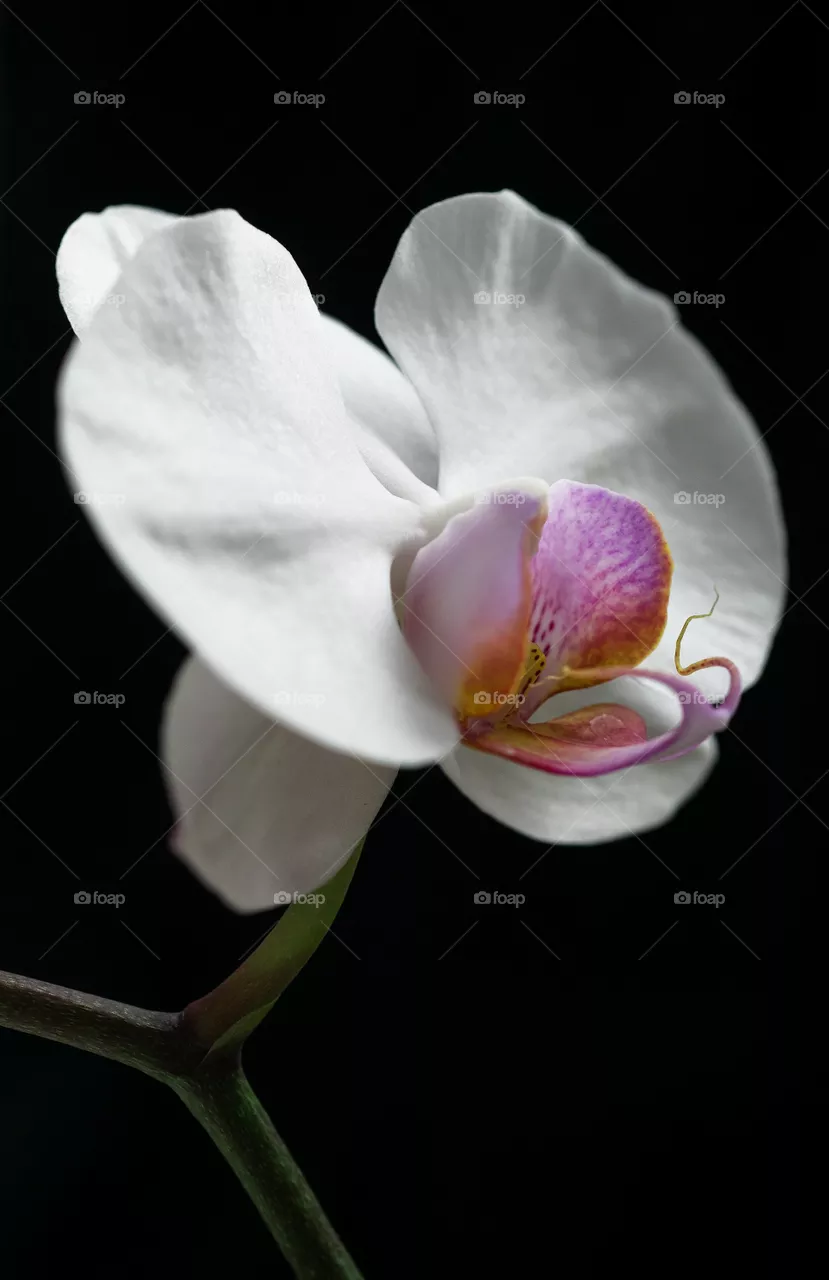 flower05