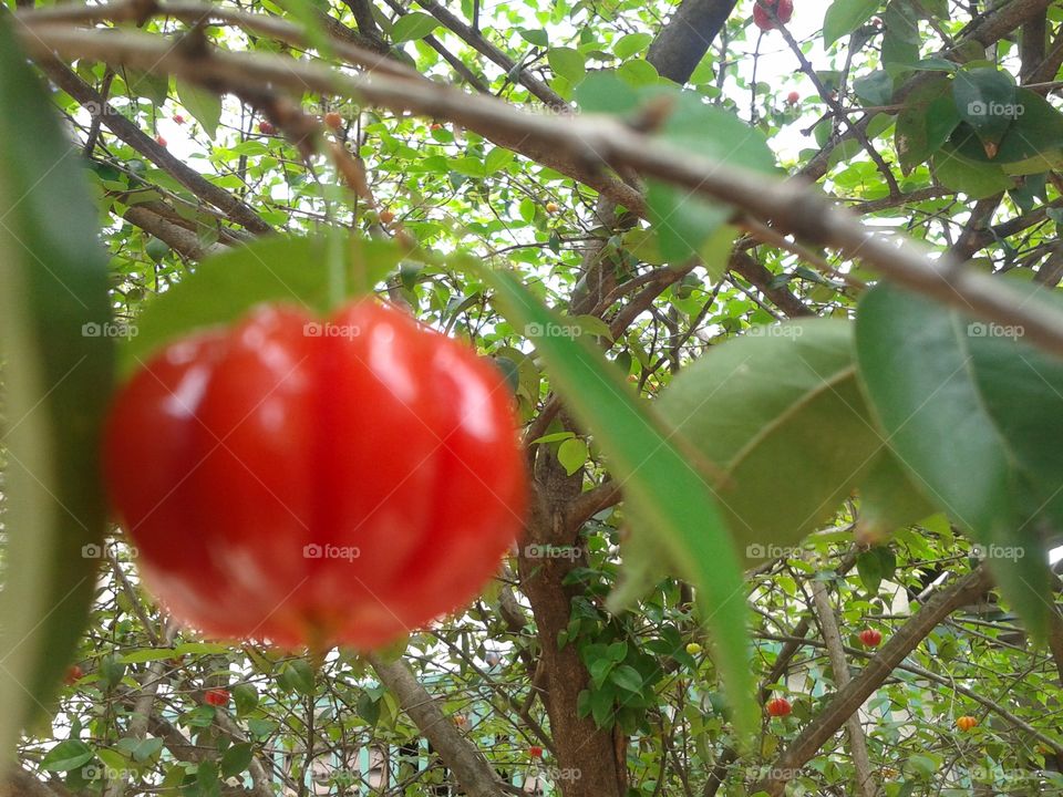 macro shot of a cherry on tree