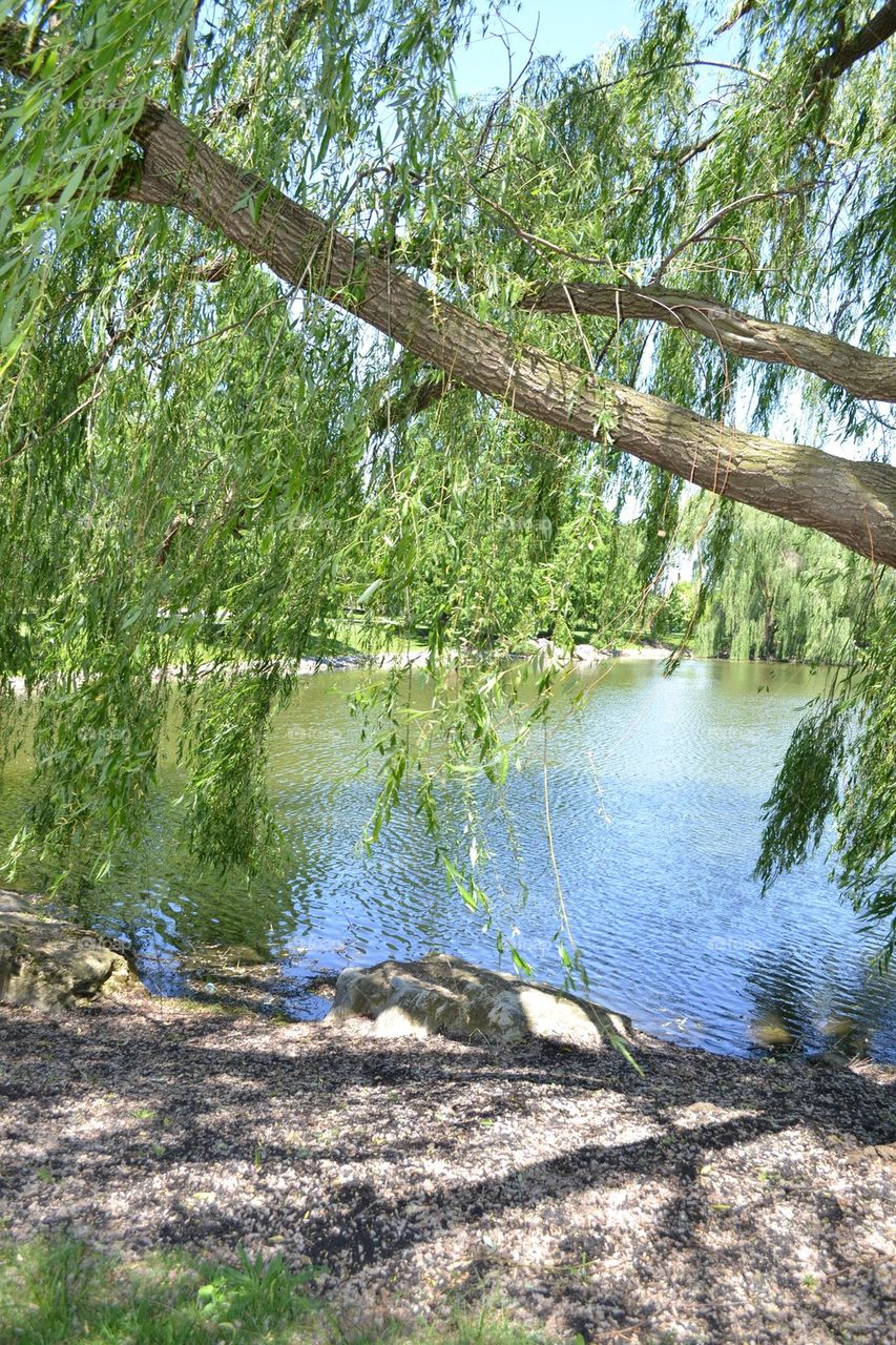 Weeping willow 