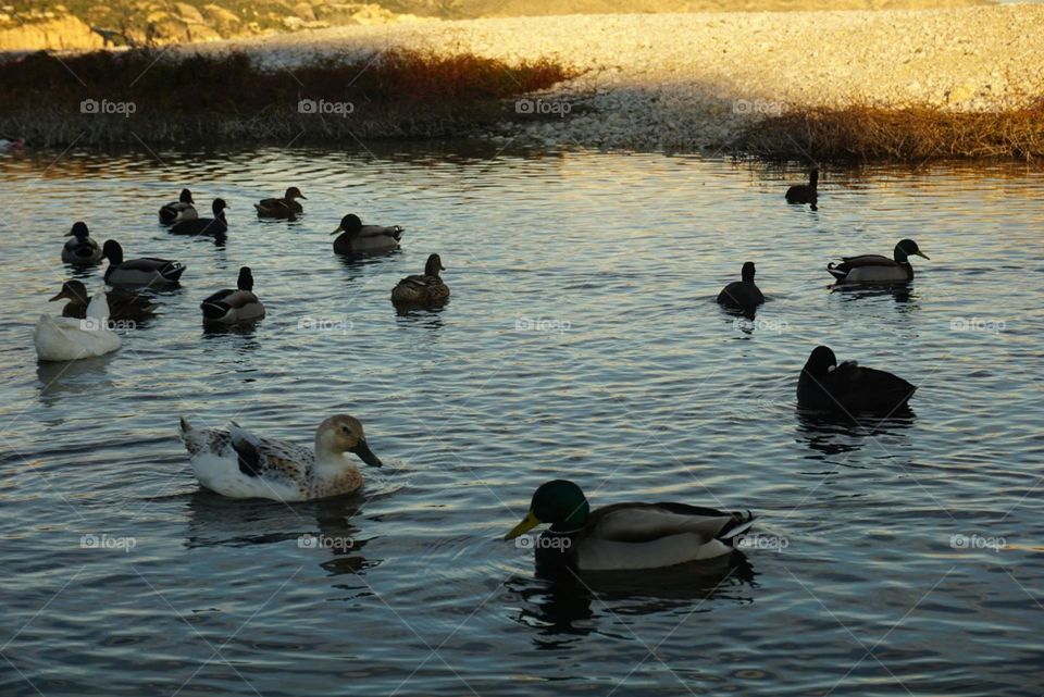 Sunset#ducks