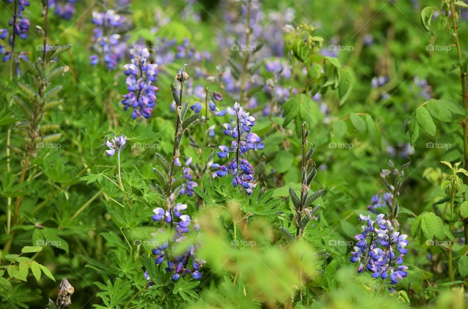 Summer wildflowers bloom in Alaska
