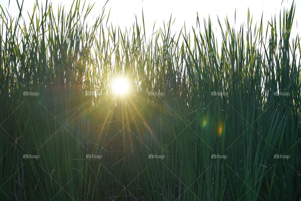 Sun rays on the Pond 