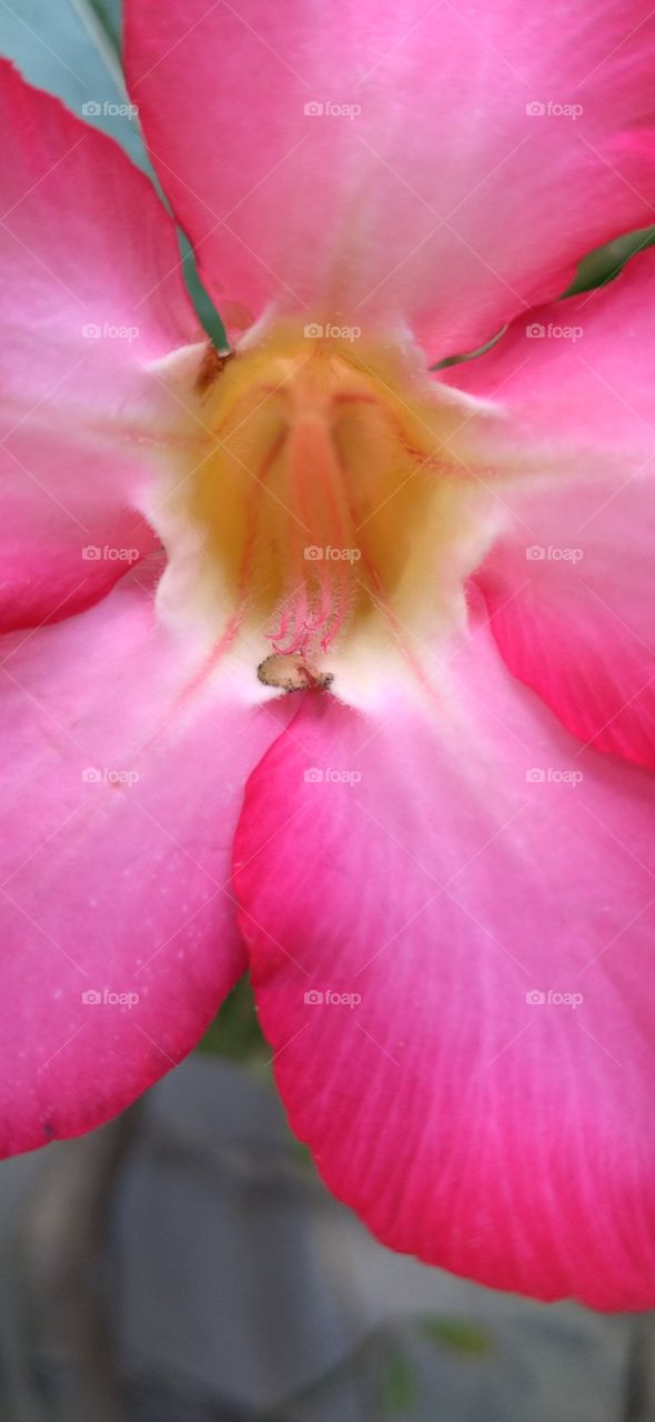 Deeper colors deeper beauty