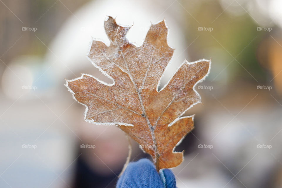 💙Frost on leaf at Yosemite, usa