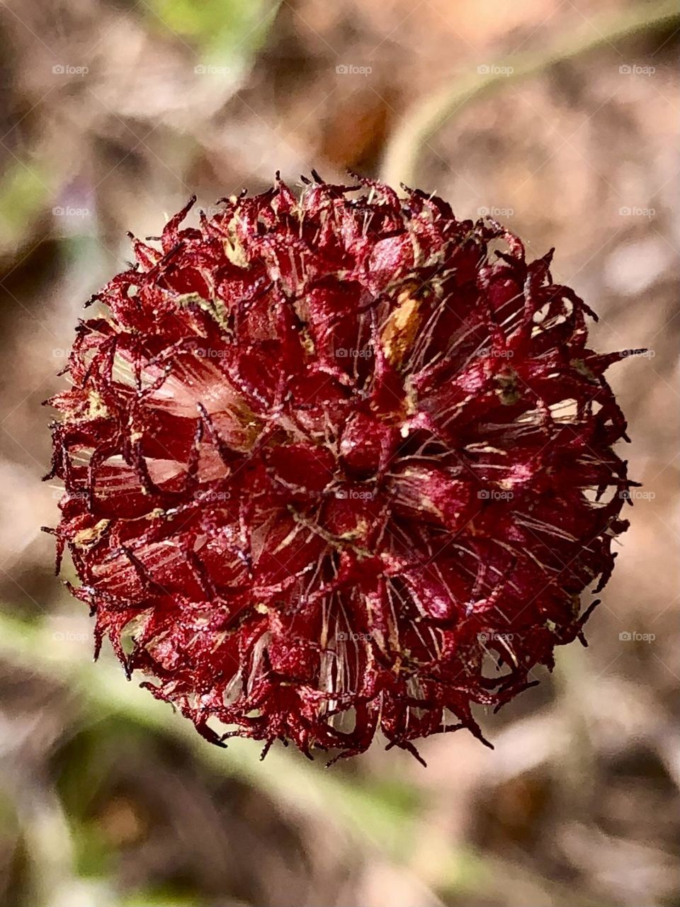 Macro of flower bud with no petals in sight! Wonder what it is!?!