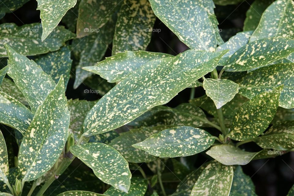 Green spotted leaves of Gold Dust Aucuba Plant, Aucuba japonica Variegata.